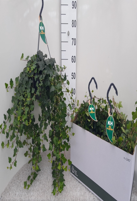 <h4>.Hedera wonder hanging basket</h4>