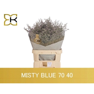 LIM MISTY BLUE