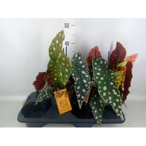 Begonia maculata