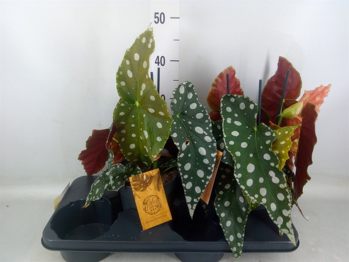 <h4>Begonia maculata</h4>
