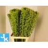 EUCOMIS P-E GOLIATH SEEDS MEGA