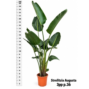 STRELITZIA ALBA