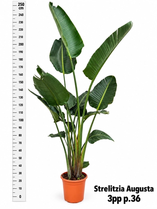 <h4>STRELITZIA ALBA</h4>