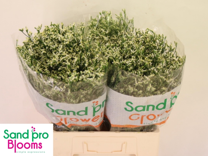 <h4>LIM SIN COOL DIAMOND</h4>