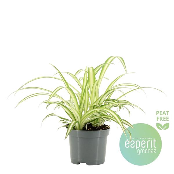 <h4>Chlorophytum Com. Vittatum</h4>