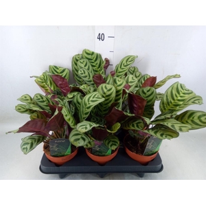 Ctenanthe burle-marxii