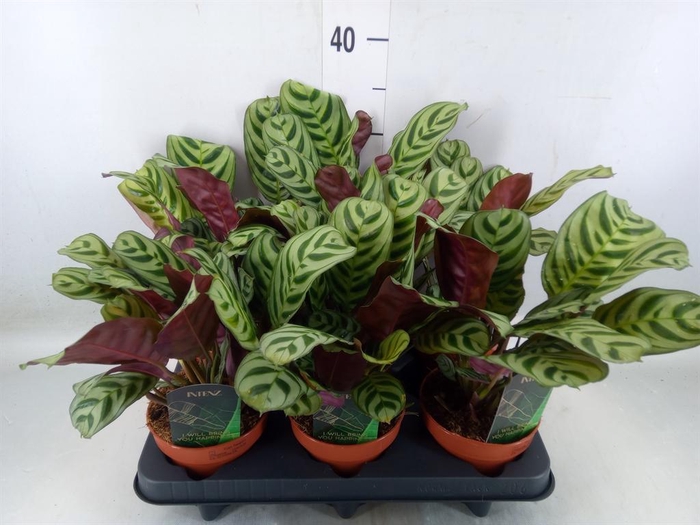 <h4>Ctenanthe burle-marxii</h4>