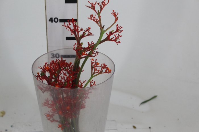 <h4>JATROPHA FLOR</h4>