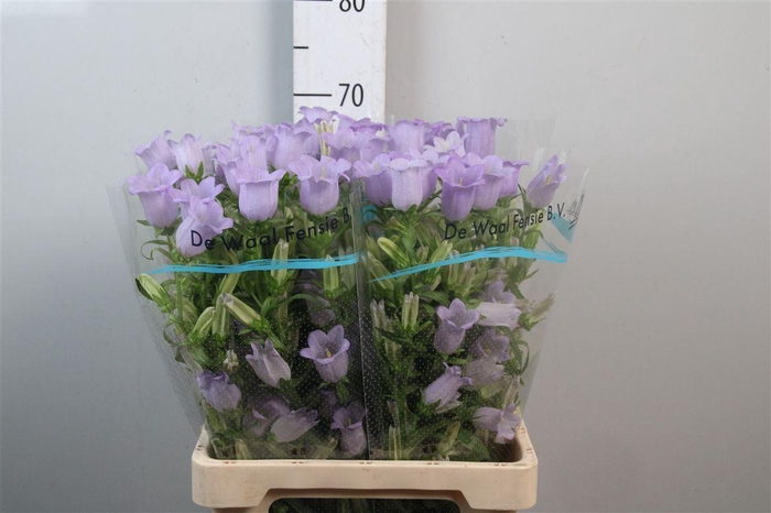 <h4>Camp M Champion Lavender</h4>