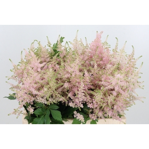 Astilbe Europa Roze