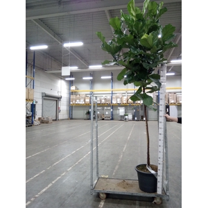 Ficus lyrata