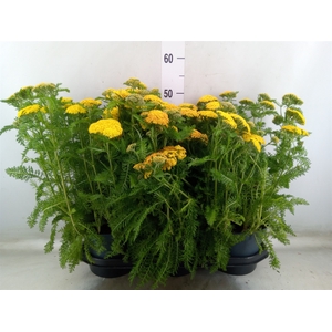 Achillea millef.
