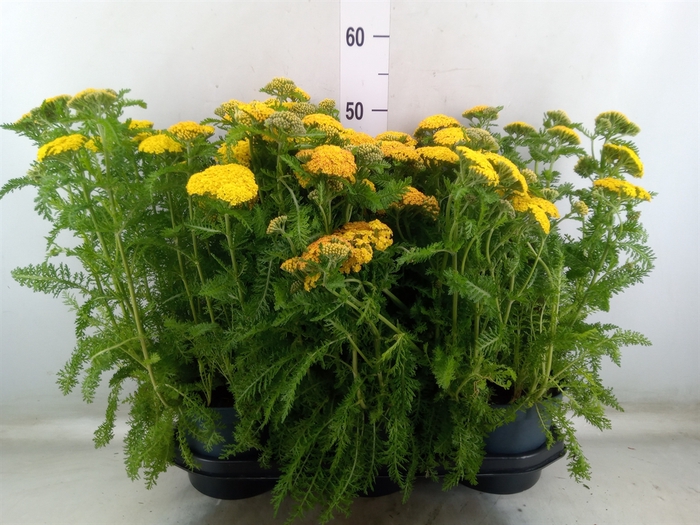 <h4>Achillea millef.</h4>