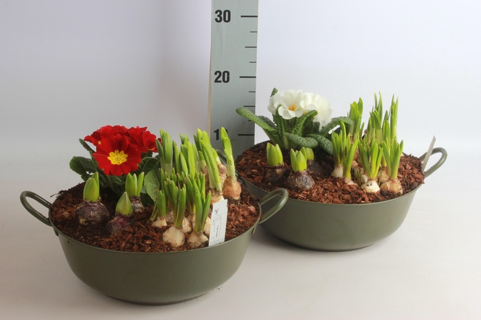 <h4>ARR BOL KNOLGEWAS</h4>