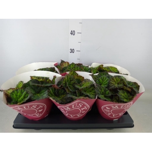 Begonia BD 'Lime Fever'