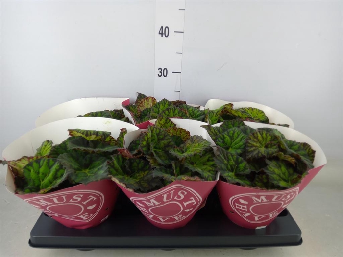 <h4>Begonia BD 'Lime Fever'</h4>