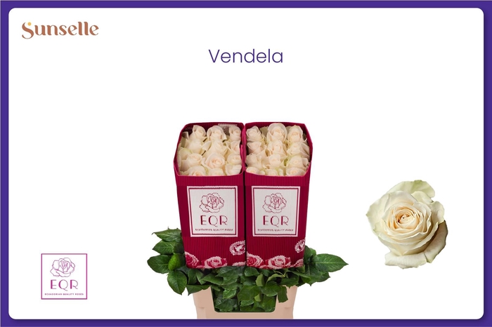 <h4>R GR VENDELA</h4>