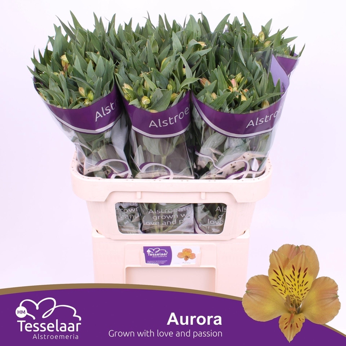 <h4>Alstroemeria Aurora</h4>