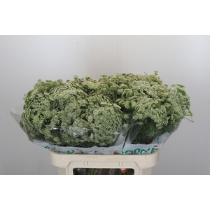 Ammi Visnaga Casablanca