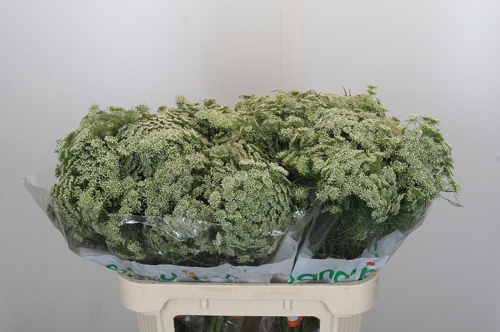 <h4>Ammi Visnaga Casablanca</h4>