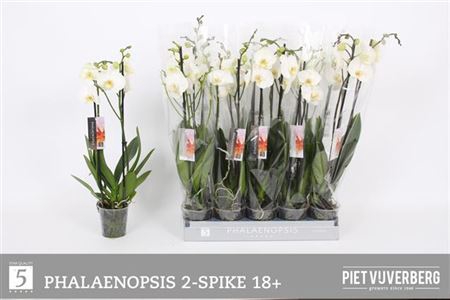 <h4>Phal Ov Wit 2 Branches 18+</h4>