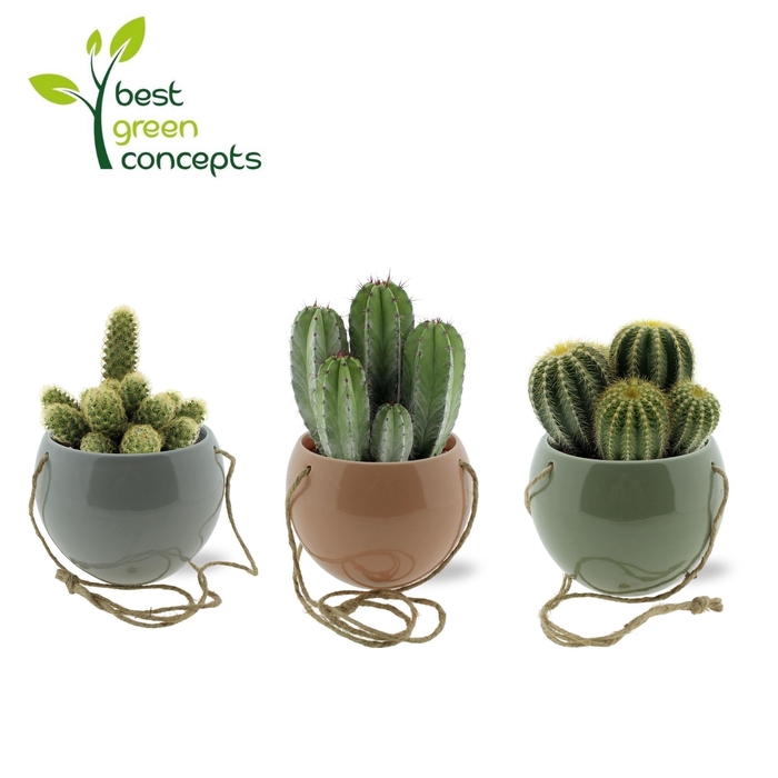 <h4>CACTUS OV</h4>