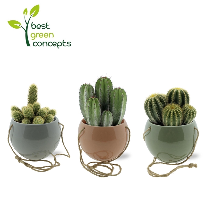 <h4>CACTUS OV</h4>