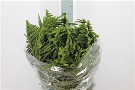 <h4>Araucaria Per Bos</h4>