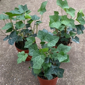 Hedera hibernica p13