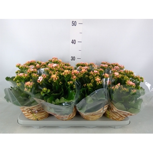Kalanchoe blos.   ..rosebud