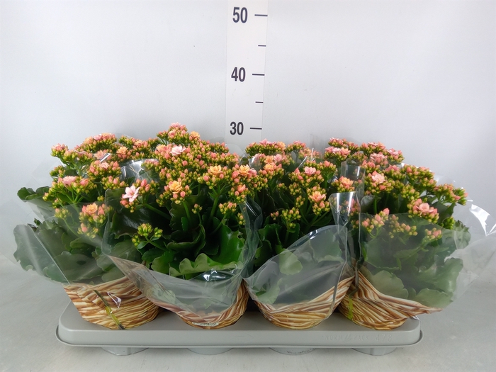 <h4>Kalanchoe blos.   ..rosebud</h4>