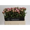 Paeonia Sarah Bernhardt