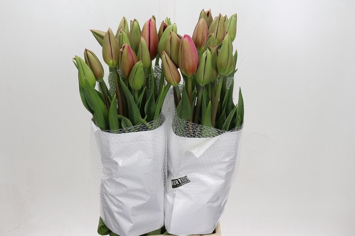 <h4>Tulipa (frans) En La Romaine</h4>