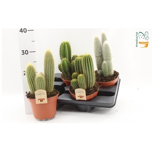 CACTUS GEM