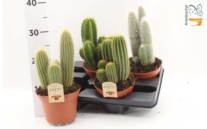 <h4>CACTUS GEM</h4>