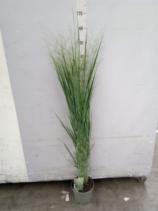 <h4>Panicum virgatum</h4>