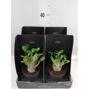 Adenium NB 'Ansu Baobab'