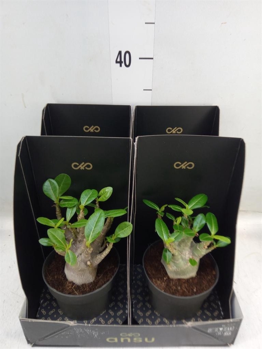 <h4>Adenium NB 'Ansu Baobab'</h4>