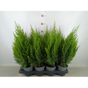 Juniperus chinensis 'Stricta'