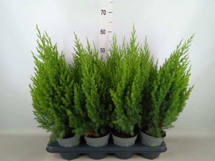<h4>Juniperus chinensis 'Stricta'</h4>