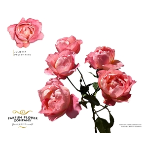 Rosa Spray Garden Julietta Pretty Pink