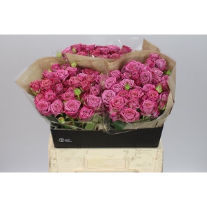 Rosa Tr Purple Queen