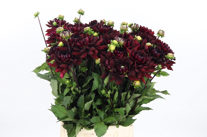 <h4>Dahlia Overig</h4>
