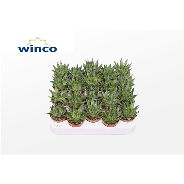 <h4>Aloe Aristata (magic)</h4>
