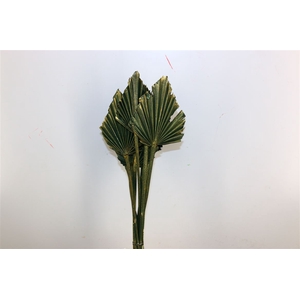 Dried Palm Spear 10pc Olive Gold Bunch