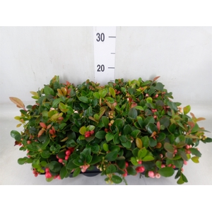 Gaultheria proc.