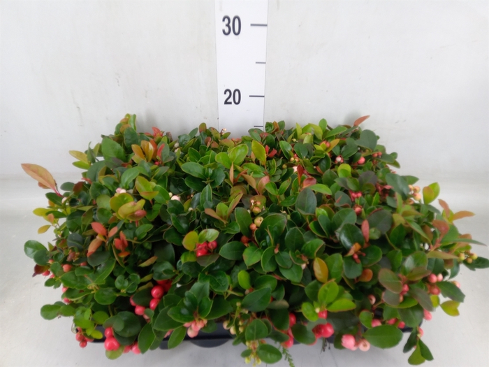 <h4>Gaultheria proc.</h4>