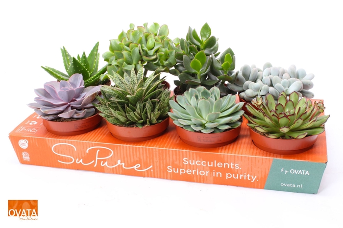 Succulenten gemengd 8 soorten