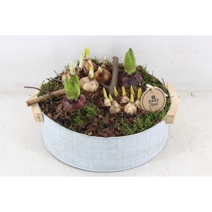 arr4 Bollenmix PL - Zink modern XL