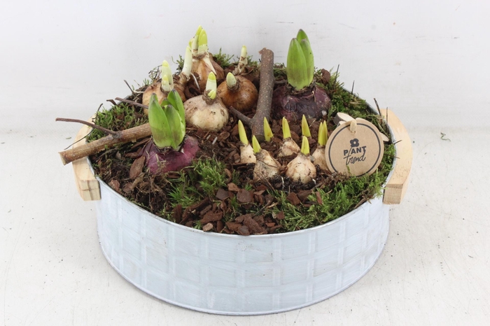 <h4>arr4 Bollenmix PL - Zink modern XL</h4>